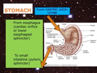 STOMACH 
Food+ GASTRIC JUICE= 
◦ From esophagus 
(cardiac orifice 
or lower 
esophageal 
sphincter) 
◦ To small 
intestine (pyloric 
sphincter) 
CHYME 
 