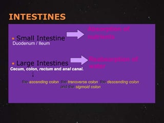 INTESTINES 
 Small Intestine 
 Large Intestines 
Absorption of 
nutrients 
Reabsorption of 
water 
Duodenum / Ileum 
Cecum, colon, rectum and anal canal. 
the ascending colon, the transverse colon, the descending colon, 
and the sigmoid colon. 
 