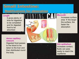 Small Intestine: 
Modifications for absorption 
dense capillary 
network 
Digested food passes 
to the blood to be 
taken to the liver and 
then distributed round 
the body 
Microvilli: 
Increases surface 
area  the larger 
the surface, the 
faster the 
absorption 
thin epithelium 
increases contact, 
fluids can pass 
easily to reach the 
capillaries 
Length 
It gives plenty of 
time for digestion 
to be completed 
and for digested 
food to be 
absorbed 
 
