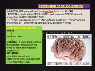PROTEASES are produced in an inactive form + MUCUS 
* PEPSIN is produced as PEPSINOGEN and becomes PEPSIN when it 
encounters HYDROCHLORIC ACID 
* TRYPSIN is produced as TRYPINOGEN and becomes TRYPSIN when it 
encounters ENTEROKINASE (produced by duodenum lining) 
BRAIN 
nerve impulses 
GASTRIN  when food reaches 
the stomach, circulates in the 
blood to maintain the gastric 
secretion 
SECRETIN 
stimulates secretion of 
ENTEROKINASE and SODIUM 
HYDROCARBONATE 
 