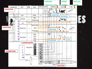 INGESTION 
DIGESTION 
ASSIMILATION 
ABSORPTION 
EGESTION 
D 
U 
O 
D 
E 
N 
U 
M 
I 
L 
E 
U 
M 
AMYLASE 
Salivary/pancreatic 
PEPSIN 
TRIPSIN 
BILE salts 
LIPASE 
MALTOSE 
PEPTIDES 
MALTOSE 
GLUCOSE 
AA 
 