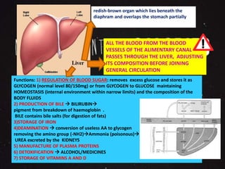 redish-brown organ which lies beneath the 
diaphram and overlaps the stomach partially 
ALL THE BLOOD FROM THE BLOOD 
VESSELS OF THE ALIMENTARY CANAL 
PASSES THROUGH THE LIVER, ADJUSTING 
ITS COMPOSITION BEFORE JOINING 
GENERAL CIRCULATION 
Functions: 1) REGULATION OF BLOOD SUGAR: removes excess glucose and stores it as 
GLYCOGEN (normal level 80/150mg) or from GLYCOGEN to GLUCOSE maintaining 
HOMEOSTASIS (internal environment within narrow limits) and the composition of the 
BODY FLUIDS 
2) PRODUCTION OF BILE  BILIRUBIN 
pigment from breakdown of haemoglobin . 
BILE contains bile salts (for digestion of fats) 
3)STORAGE OF IRON 
4)DEAMINATION  conversion of useless AA to glycogen 
removing the amino group (-NH2)Ammonia (poisonous) 
UREA excreted by the KIDNEYS 
5) MANUFACTURE OF PLASMA PROTEINS 
6) DETOXIFICATION  ALCOHOL/MEDICINES 
7) STORAGE OF VITAMINS A AND D 
 