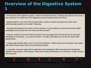 Overview of the Digestive System 
1 
- the first part of the digestive system, where food enters the body. Chewing and salivary enzymes in 
the mouth are the beginning of the digestive process (breaking down the food). 
- glands located in the mouth that produce saliva. Saliva contains enzymes that break down 
carbohydrates (starch) into smaller molecules. 
- the long tube between the mouth and the stomach. It uses rhythmic muscle movements (called 
peristalsis) to force food from the throat into the stomach. 
- rhythmic muscle movements that force food in the esophagus from the throat into the stomach. 
Peristalsis is involuntary - you cannot control it. It is also what allows you to eat and drink while 
upside-down. 
- a large organ located above and in front of the stomach. It filters toxins from the blood, and makes 
bile (which breaks down fats) and some blood proteins. 
- a sack-like, muscular organ that is attached to the esophagus. Both chemical and mechanical 
digestion takes place in the stomach. When food enters the stomach, it is churned in a bath of acids 
and enzymes. 
2 6 1 3 4 5 
Salivary glands / Stomach / Mouth / Esophageus / Peristalsis / Liver 
 