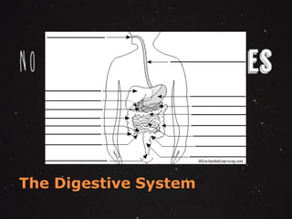 The Digestive System 
 