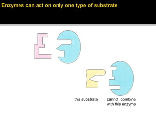 this substrate cannot combine
with this enzyme
this substrate cannot combine
with this enzyme
22
 