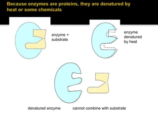 enzyme
denatured
by heat
denatured enzyme cannot combine with substrate
enzyme +
substrate
23
 