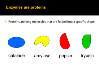  Proteins are long molecules that are folded into a specific shape.
catalase amylase trypsinpepsin
Enzymes are proteins
 
