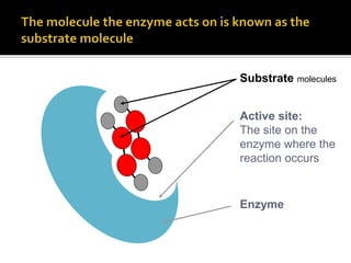 Active site:
The site on the
enzyme where the
reaction occurs
Enzyme
Substrate molecules
 