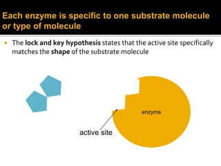  The lock and key hypothesis states that the active site specifically
matches the shape of the substrate molecule
enzyme
Each enzyme is specific to one substrate molecule
or type of molecule
active site
 
