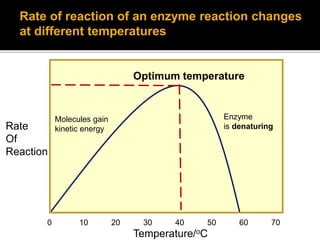 Rate
Of
Reaction
Temperature/oC
0 10 20 30 40 50 60 70
Optimum temperature
Enzyme
is denaturing
Rate of reaction of an enzyme reaction changes
at different temperatures
Molecules gain
kinetic energy
 