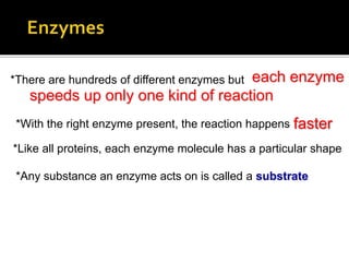 Enzymes are special proteins
*There are hundreds of different enzymes but
*With the right enzyme present, the reaction happens
10
faster
each enzyme
speeds up only one kind of reaction
*Like all proteins, each enzyme molecule has a particular shape
*Any substance an enzyme acts on is called a substrate
 
