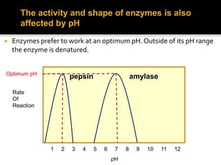  Enzymes prefer to work at an optimum pH. Outside of its pH range
the enzyme is denatured.
Rate
Of
Reaction
pH
1 2 3 4 5 6 7 8 9 10 11 12
pepsin amylase
The activity and shape of enzymes is also
affected by pH
Optimum pH
 