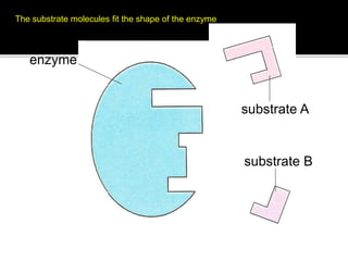 enzyme
substrate A
substrate B
The substrate molecules fit the shape of the enzyme
12
 