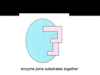 substrates combine temporarily with enzyme
enzyme joins substrates together
14
 