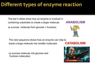 The last 4 slides show how an enzyme is involved in
combining substrates to create a larger molecule ANABOLISM
(a sucrose molecule from glucose + fructose)
The next sequence shows how an enzyme can help to
break a large molecule into smaller molecules CATABOLISM
(a sucrose molecule into glucose and
fructose molecules)
16
 