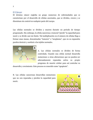 3
El Cáncer
El término cáncer engloba un grupo numeroso de enfermedades que se
caracterizan por el desarrollo de células anormales, que se dividen, crecen y se
diseminan sin control en cualquier parte del cuerpo.
Las células normales se dividen y mueren durante un periodo de tiempo
programado. Sin embargo, la célula cancerosa o tumoral “pierde” la capacidad para
morir y se divide casi sin límite. Tal multiplicación en el número de células llega a
formar unas masas, denominadas “tumores” o “neoplasias”, que en su expansión
pueden destruir y sustituir a los tejidos normales.
A. Las células normales se dividen de forma
controlada. Cuando una célula normal desarrolla
mutaciones u otras alteraciones que no pueden ser
adecuadamente reparadas activa su propio
programa de muerte celular para así controlar su
desarrollo y crecimiento. Este proceso es conocido como “apoptosis”.
B. Las células cancerosas desarrollan mutaciones
que no son reparadas y pierden la capacidad para
morir.
 