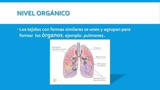 NIVEL ORGÁNICO
 Los tejidos con formas similares se unen y agrupan para
formar los órganos; ejemplo: pulmones.
 
