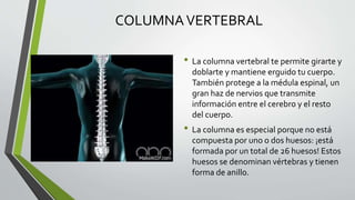 COLUMNAVERTEBRAL
• La columna vertebral te permite girarte y
doblarte y mantiene erguido tu cuerpo.
También protege a la médula espinal, un
gran haz de nervios que transmite
información entre el cerebro y el resto
del cuerpo.
• La columna es especial porque no está
compuesta por uno o dos huesos: ¡está
formada por un total de 26 huesos! Estos
huesos se denominan vértebras y tienen
forma de anillo.
 