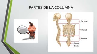 PARTES DE LA COLUMNA
 