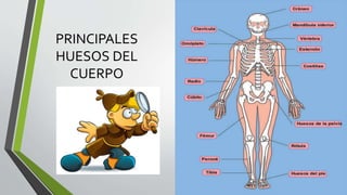 PRINCIPALES
HUESOS DEL
CUERPO
 