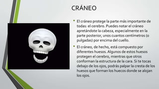 CRÁNEO
• El cráneo protege la parte más importante de
todas: el cerebro. Puedes notar el cráneo
apretándote la cabeza, especialmente en la
parte posterior, unos cuantos centímetros (o
pulgadas) por encima del cuello.
• El cráneo, de hecho, está compuesto por
diferentes huesos. Algunos de estos huesos
protegen el cerebro, mientras que otros
conforman la estructura de la cara. Si te tocas
debajo de los ojos, podrás palpar la cresta de los
huesos que forman los huecos donde se alojan
los ojos.
 