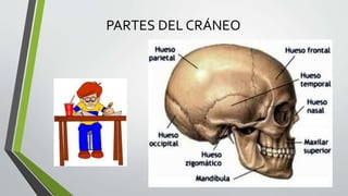 PARTES DEL CRÁNEO
 