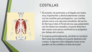 COSTILLAS
• El corazón, los pulmones y el hígado son todos
muy importantes y afortunadamente cuentas
con las costillas para protegerlos. Las costillas
actúan como una caja ósea alrededor del pecho.
Es fácil que notes el fondo de esa caja palpándote
con los dedos los costados y la parte delantera
del cuerpo unos pocos centímetros (o pulgadas)
por debajo del corazón.
• Si respiras profundamente, también te resultará
fácil notar las costillas en la parte delantera del
cuerpo.A algunos niños delgados hasta se les
pueden ver las costillas a través de la piel.
 