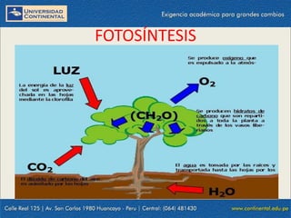 09/09/2014 28
FOTOSÍNTESIS
 