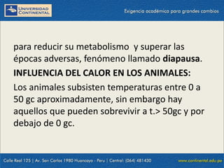 09/09/2014 51
para reducir su metabolismo y superar las
épocas adversas, fenómeno llamado diapausa.
INFLUENCIA DEL CALOR EN LOS ANIMALES:
Los animales subsisten temperaturas entre 0 a
50 gc aproximadamente, sin embargo hay
aquellos que pueden sobrevivir a t.> 50gc y por
debajo de 0 gc.
 