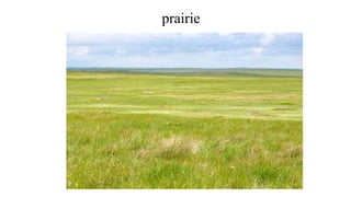 prairie