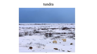tundra
