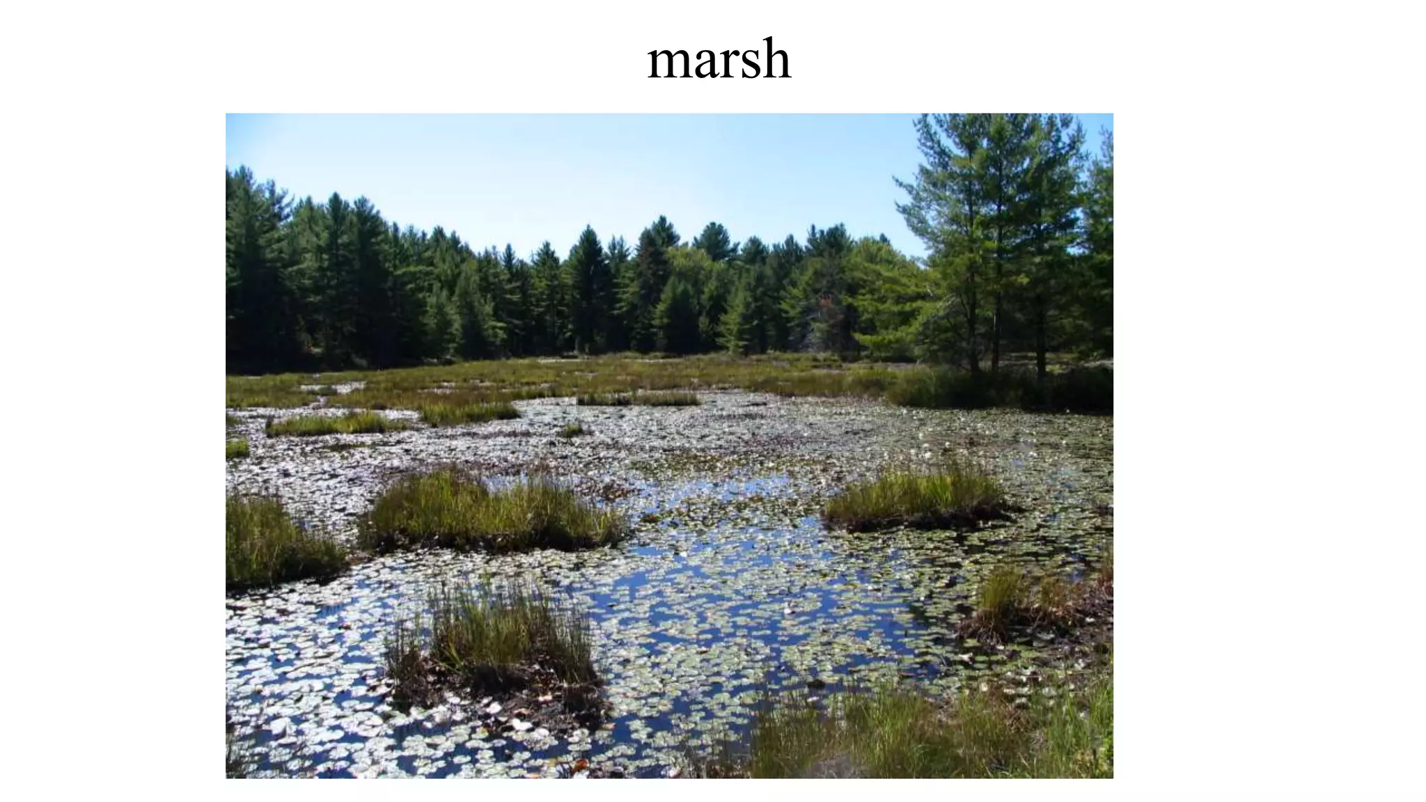 marsh