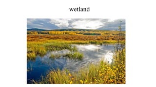 wetland