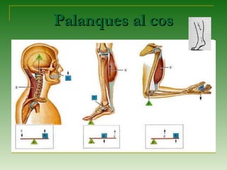 Palanques al cosPalanques al cos
 