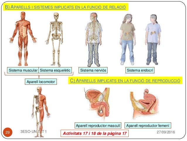 3 eso u1 l'organitzacio del cos huma (1)