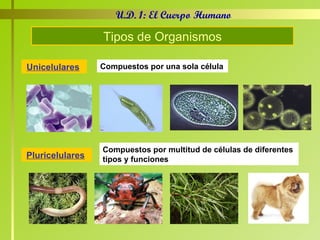 Tipos de Organismos Unicelulares   Pluricelulares   Compuestos por una sola célula Compuestos por multitud de células de diferentes tipos y funciones U.D. 1: El Cuerpo Humano 