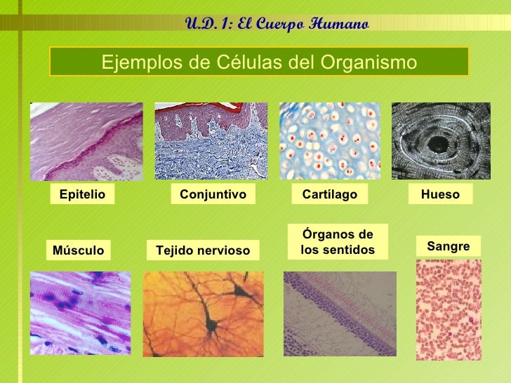 Las Células Las Células