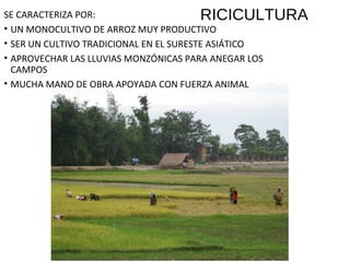 RICICULTURASE CARACTERIZA POR:
• UN MONOCULTIVO DE ARROZ MUY PRODUCTIVO
• SER UN CULTIVO TRADICIONAL EN EL SURESTE ASIÁTICO
• APROVECHAR LAS LLUVIAS MONZÓNICAS PARA ANEGAR LOS
CAMPOS
• MUCHA MANO DE OBRA APOYADA CON FUERZA ANIMAL
 