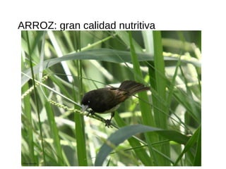 ARROZ: gran calidad nutritiva
 
