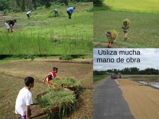 Utiliza mucha
mano de obra
 
