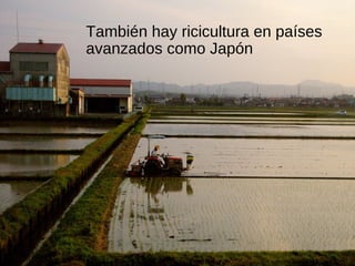 También hay ricicultura en países
avanzados como Japón
 