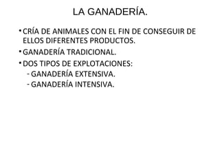 LA GANADERÍA.
•CRÍA DE ANIMALES CON EL FIN DE CONSEGUIR DE
ELLOS DIFERENTES PRODUCTOS.
•GANADERÍA TRADICIONAL.
•DOS TIPOS DE EXPLOTACIONES:
- GANADERÍA EXTENSIVA.
- GANADERÍA INTENSIVA.
 