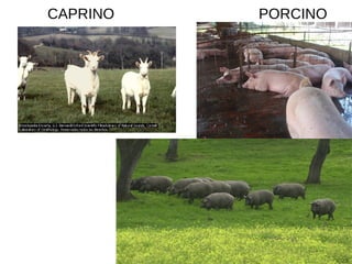 CAPRINO PORCINO
 