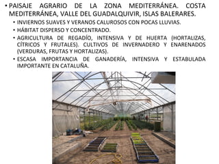 • PAISAJE AGRARIO DE LA ZONA MEDITERRÁNEA. COSTA
MEDITERRÁNEA, VALLE DEL GUADALQUIVIR, ISLAS BALERARES.
• INVIERNOS SUAVES Y VERANOS CALUROSOS CON POCAS LLUVIAS.
• HÁBITAT DISPERSO Y CONCENTRADO.
• AGRICULTURA DE REGADÍO, INTENSIVA Y DE HUERTA (HORTALIZAS,
CÍTRICOS Y FRUTALES). CULTIVOS DE INVERNADERO Y ENARENADOS
(VERDURAS, FRUTAS Y HORTALIZAS).
• ESCASA IMPORTANCIA DE GANADERÍA, INTENSIVA Y ESTABULADA
IMPORTANTE EN CATALUÑA.
 