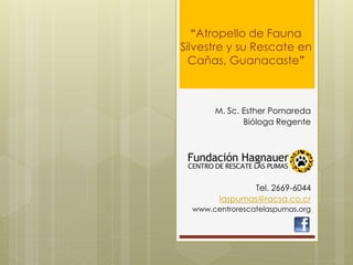 “Atropello de Fauna
Silvestre y su Rescate en
  Cañas, Guanacaste”



       M. Sc. Esther Pomareda
              Bióloga Regente




               Tel. 2669-6044
        laspumas@racsa.co.cr
  www.centrorescatelaspumas.org
 