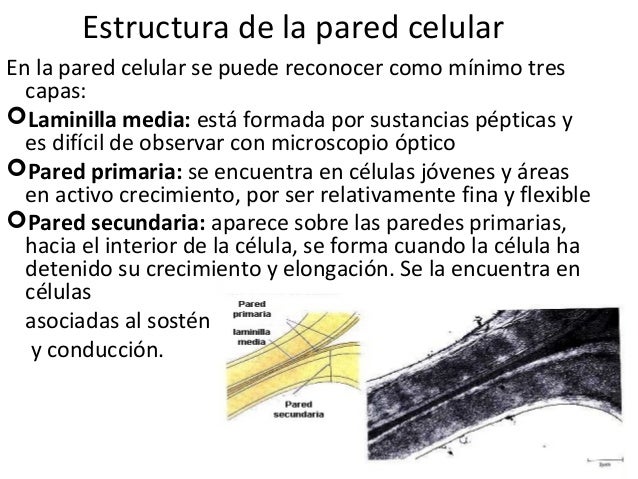 Estructura De La Celula Vegetal