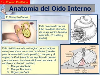 3-evaluacion-anatomia-del-oido-otorrinolaringologia-pdf