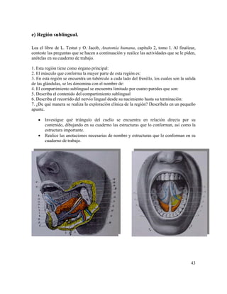 43
e) Región sublingual.
Lea el libro de L. Testut y O. Jacob, Anatomía humana, capítulo 2, tomo I. Al finalizar,
conteste las preguntas que se hacen a continuación y realice las actividades que se le piden,
anótelas en su cuaderno de trabajo.
1. Esta región tiene como órgano principal:
2. El músculo que conforma la mayor parte de esta región es:
3. En esta región se encuentra un tubérculo a cada lado del frenillo, los cuales son la salida
de las glándulas, se les denomina con el nombre de:
4. El compartimiento sublingual se encuentra limitado por cuatro paredes que son:
5. Describa el contenido del compartimiento sublingual
6. Describa el recorrido del nervio lingual desde su nacimiento hasta su terminación:
7. ¿De qué manera se realiza la exploración clínica de la región? Descríbela en un pequeño
apunte.
• Investigue qué triángulo del cuello se encuentra en relación directa por su
contenido, dibujando en su cuaderno las estructuras que lo conforman, así como la
estructura importante.
• Realice las anotaciones necesarias de nombre y estructuras que lo conforman en su
cuaderno de trabajo.
 