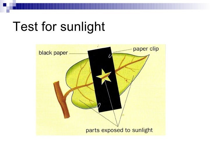 Chapter 7 Nutrition in Plants Lesson 3 Experiments testing for phot…