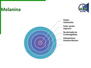 Melanina
Célula:
melanocito
Color: pardo-
negruzco
No derivado de
la Hemoglobina
Histoquímica:
Fontana-Masson
 